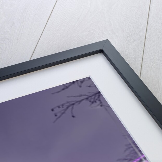 Dolphin fountain , London by Assaf Frank